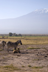 Naklejka premium Kilimanjaro Mountain
