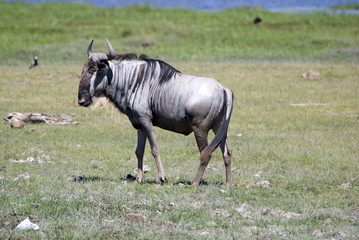 Gnu, Amboseli National Park