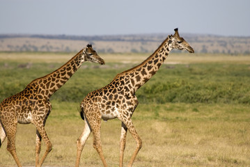 Giraffe, Amboseli National Park