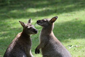 Walibi, kangaroo