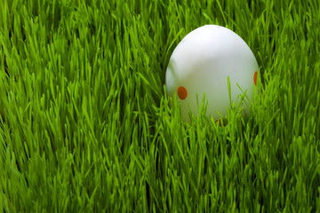 Easter Eggs on green grass