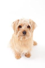 ノーフォークテリア