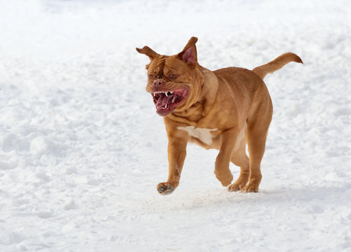Wrinkled dog (French Mastiff) running towards the viewer in snow - Powered by Adobe
