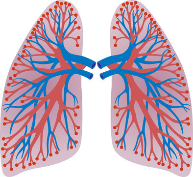 lungs of the person