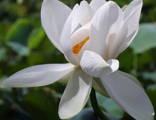 fleur épanouie de lotus sacré