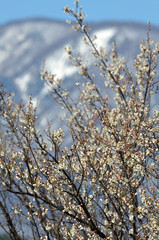 梅と雪山