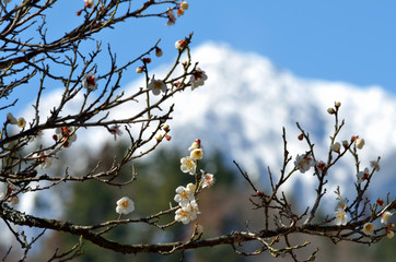 梅と雪山
