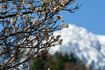 梅と雪山