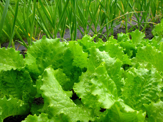 lettuce and garlic (on background) in the vegetable garden