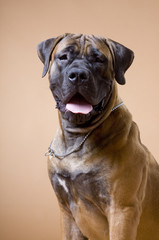 Obraz premium бурбуль_30