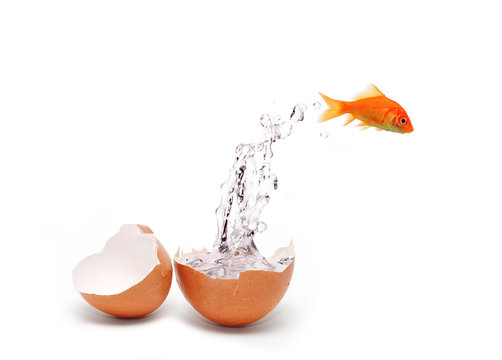 Fish and egg