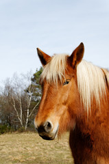 Obraz premium Cheval