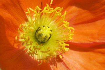 pistil