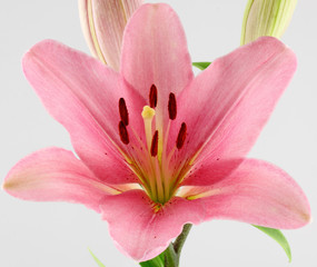 lys rose © Unclesam