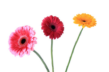 Gerbera