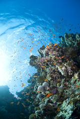 Naklejka na ściany i meble Vibrant and colourful underwater tropical coral reef scene.