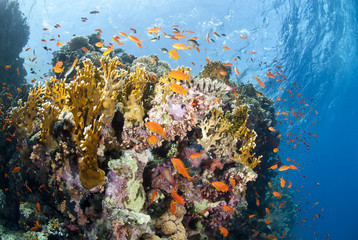 Naklejka na ściany i meble Vibrant and colourful underwater tropical coral reef scene.