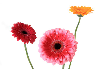 Gerbera