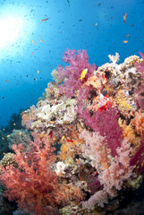Naklejka na ściany i meble Vibrant orange and pink soft coral, on a tropical coral reef.