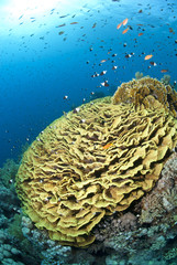 Fototapeta na wymiar Leafy cup coral, aka. Salad coral colony.