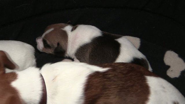 Jack Russel Welpen