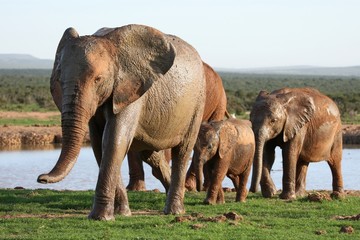 Plakat Słonie na waterhole