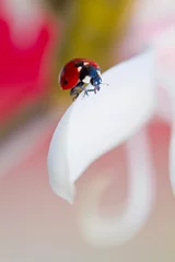 Crédence de cuisine en verre imprimé Coccinelles coccinelle équilibre