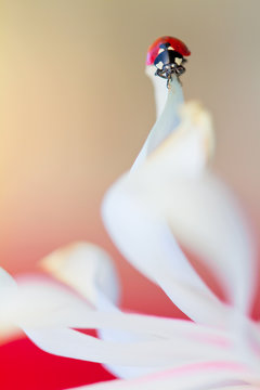Coccinelle &eacute;quilibre B