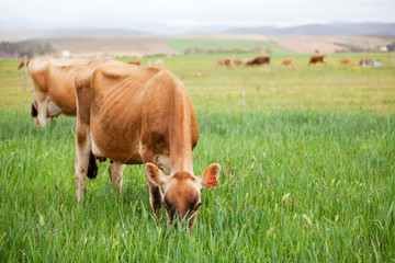 Jersey cows grazing in green meadow