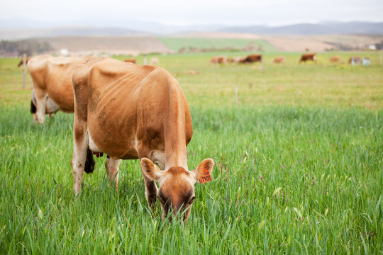 Jersey cows grazing in green meadow