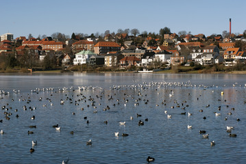 Birds all over the lake
