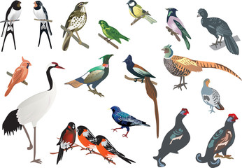 isolated color birds collection
