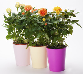 Three rose pots
