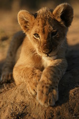Lion Cub,, South Africa