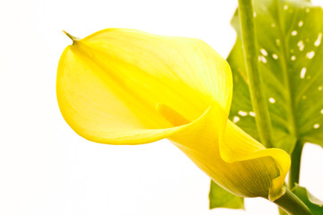 Zantedeschia