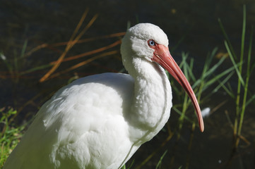 American White Ibis