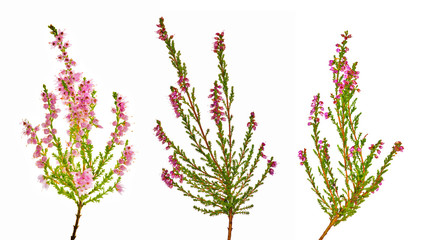 set of pink heather flowers