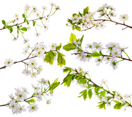 cherry-tree flowers collection on white