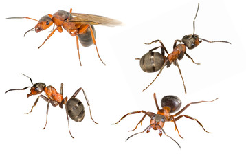 set with four isolated ants