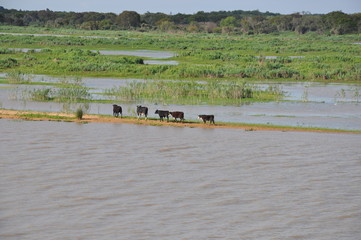 cows in single file