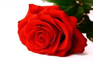 Closeup view of beautiful red rose