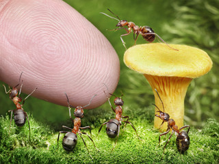 team of ants guarding chanterelle from human