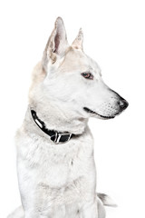 Obraz premium dog Photographed on white background