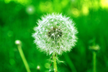 White Dandelion in Green Field