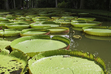 nenuphares g&eacute;ants de l'ile maurice