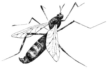 detailed mosquito pencil drawing style, vector