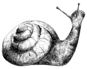 detailed snail pencil drawing style, vector © shooarts