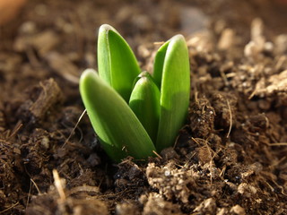 Frühjahrsbote: Aus der Erde wachsender Sprössling