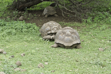 grosse tortues dans la nature