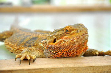 Small lizards